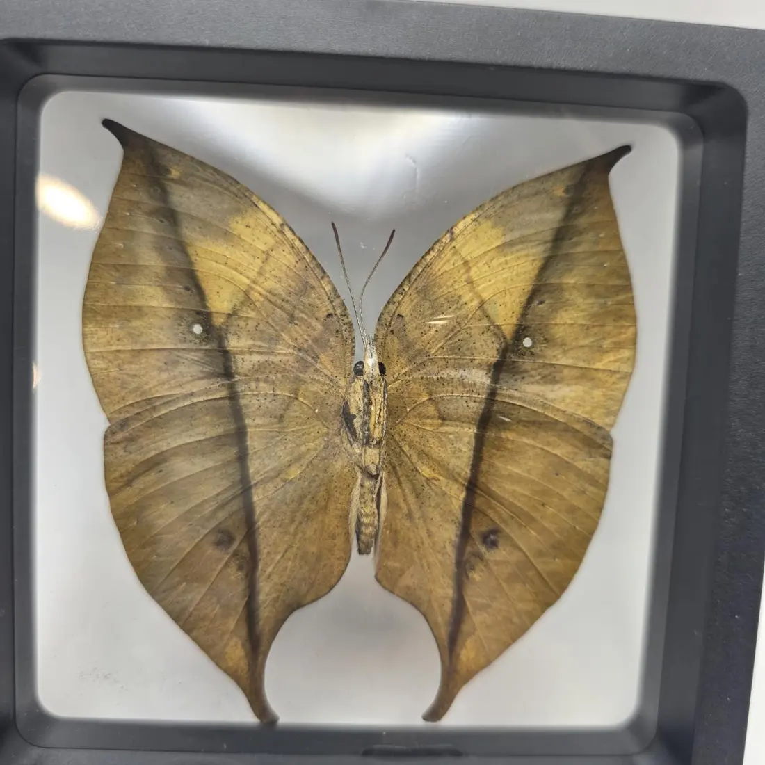 The Naturalist Desk — vendor photo 3 of 5