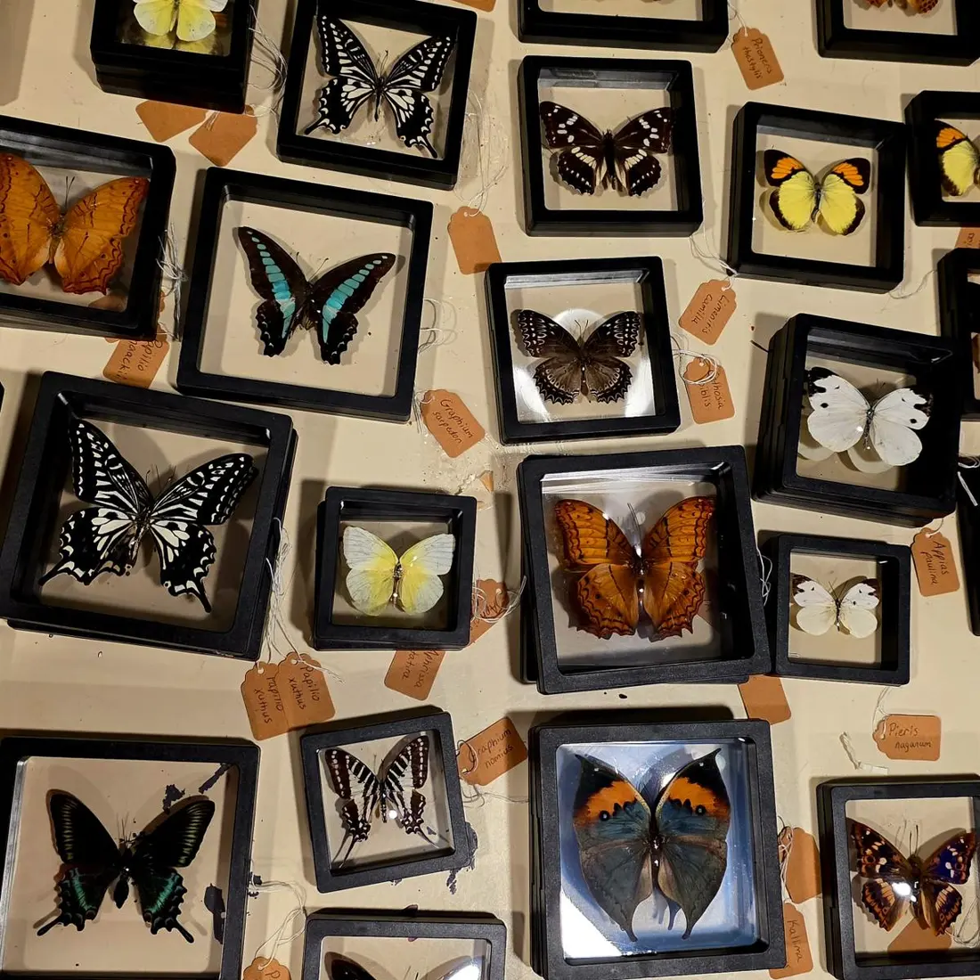 The Naturalist Desk — vendor photo 5 of 5